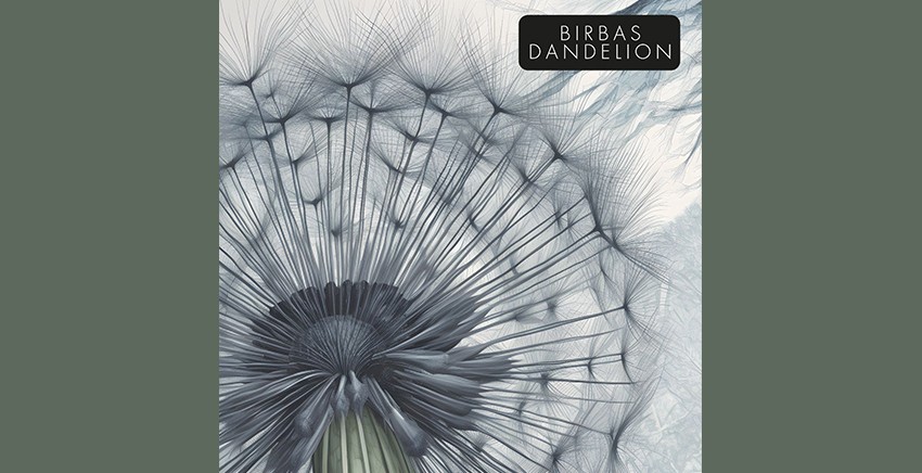 Dandelion | Birbas